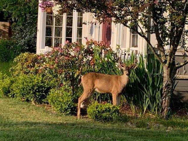 Anchorage Inn B&B Coupeville Luaran gambar